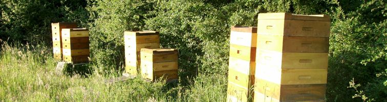 Bienenstand der Imkerei Dettlaff
