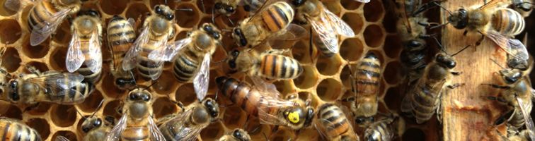 Bienenkönigin auf Bienenwabe